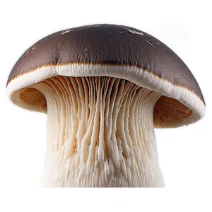 Mushroom Gills Png 38 PNG Image