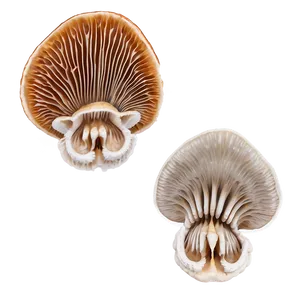 Mushroom Gills Png Tfk51 PNG Image