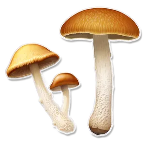 Mushroom Mycelium Png Bfi28 PNG Image