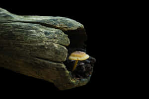 Mushroom Silhouettein Wood PNG image with transparent background