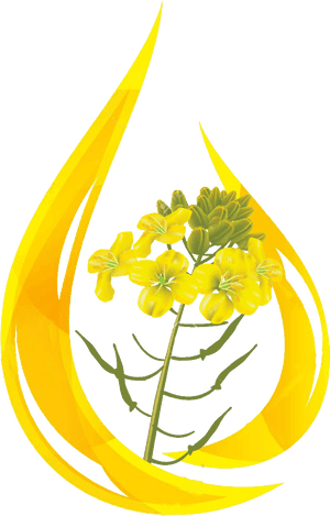 Oil Clipart Mustard Oil - Mustard Oil Drop, HD Png Download PNG image with transparent background