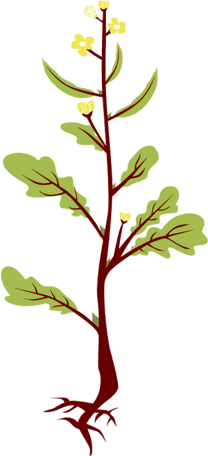 Clip Art Game Sask Plant - Mustard Seed Flower Clipart, HD Png Download PNG image with transparent background