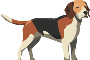 My Beautiful Beagle - Dog Anatomy Funny, HD Png Download PNG image with transparent background