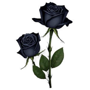 Mysterious Black Roses PNG 98 PNG