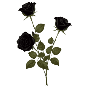 Mysterious Black Roses PNG abj PNG