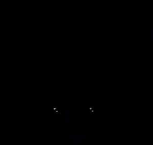 Mysterious Foxin Darkness PNG image with transparent background