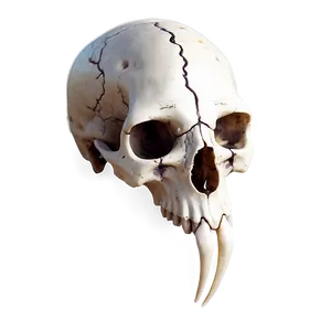 Mystic Animal Skull Symbol Png 06282024 PNG Image