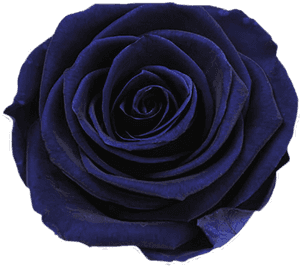 Transparent Dark Rose Png - Dark Blue Flower Png, Png Download PNG with transparent background