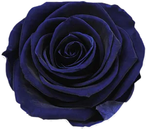 Mystic Blue Rose Closeup PNG Image