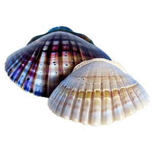 Mystic Seashells PNG 19 PNG
