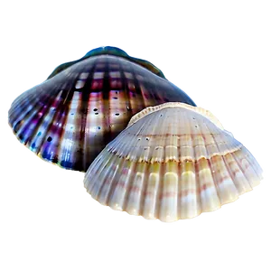 Mystic Seashells Png 19 PNG Image