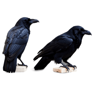 Mystical Raven PNG 05062024 PNG image with transparent background