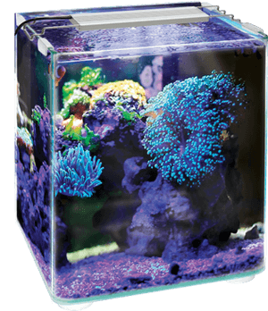 My Little Ocean, HD Png Download PNG image with transparent background