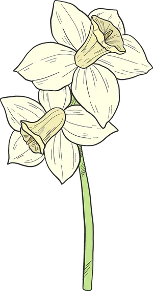 Narcissus Flower Illustration PNG Image