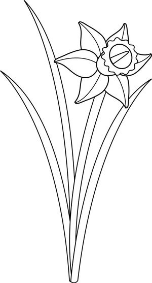 Narcissus Flower Line Art PNG Image