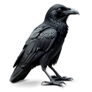 Native American Raven Png 06122024 PNG Image