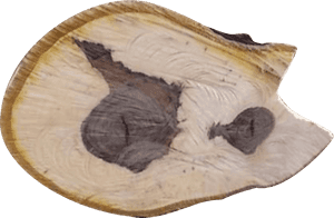The Grain Of Walnut Wood Is Usually Straight, Has A - Driftwood, HD Png Download PNG image with transparent background