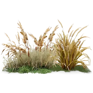 Natural Dry Grass Png Ohy PNG Image