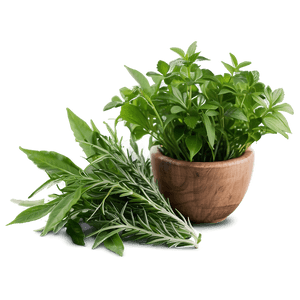 Natural Herb PNG 32 PNG with transparent background