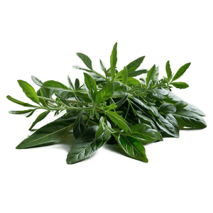 Natural Herb PNG 48 PNG with transparent background