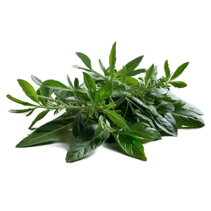 Natural Herb Png 48 PNG Image