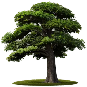 Nature Tree Top Layer Png Cjr PNG Image