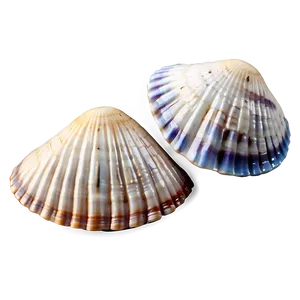 Nautical Seashells Png Ifb PNG Image