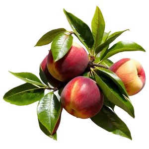 Nectarine Orchard Png Yiw75 PNG Image