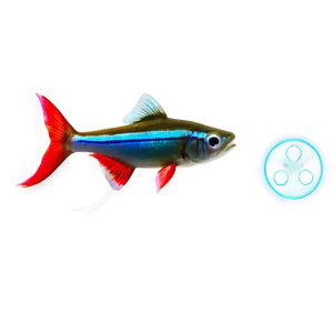 Neon Tetra Fish Transparent Png Bfe44 PNG Image