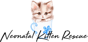 Kitten, HD Png Download PNG image with transparent background