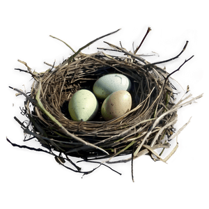 Nest Illustration PNG 05252024 PNG