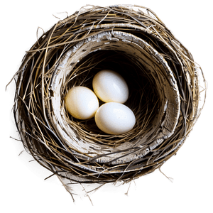 Nest Illustration PNG hwy83 PNG