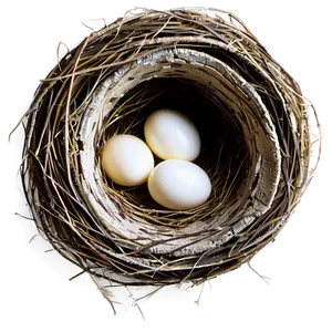 Nest Illustration Png Hwy83 PNG Image