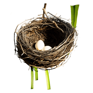 Nest Illustration PNG mjb PNG