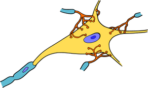 Biology, Brain, Cell, Medicine, Nerve, Neuron, Organism - Nerve Clipart, HD Png Download PNG image with transparent background