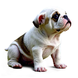 Newborn Bulldog Puppies Png 06252024 PNG Image