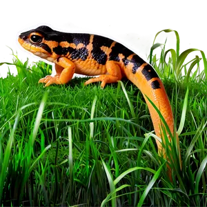 Newt In Grass Png 24 PNG Image