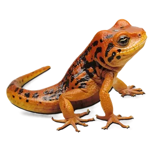 Newt Top View Png 45 PNG Image