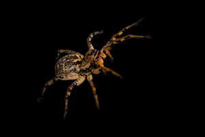 Night Prowler Spider PNG image with transparent background