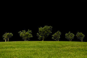 Nighttime Silhouetteof Trees Against Black Sky PNG image with transparent background