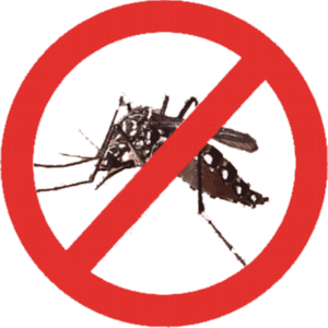 Thumb Image - Dengue Fever Causing Mosquito, HD Png Download PNG image with transparent background