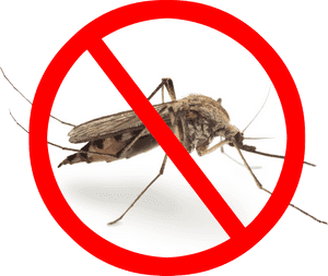 Mosquito Png Image Transparent - Pest Control Mosquito Png, Png Download PNG image with transparent background