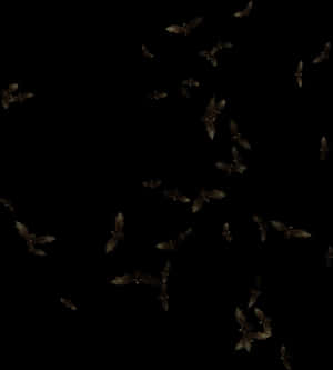 Nocturnal_ Bat_ Flight_ Formation PNG image with transparent background