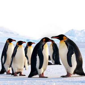 North Pole Penguin Colony PNG 06122024 PNG