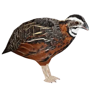 Northern Bobwhite Quail Illustration PNG Image