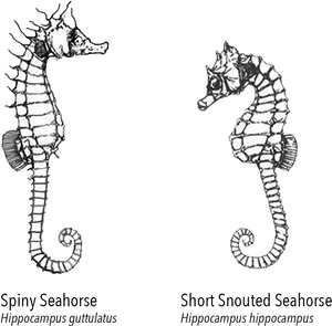 Northern Seahorse - Cartoon, HD Png Download PNG image with transparent background