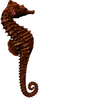 Northern Seahorse , Png Download - Seahorse Png, Transparent Png PNG image with transparent background