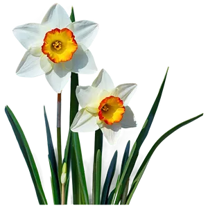 Nostalgic Narcissus Png Wcj PNG Image