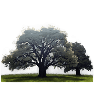 Oak Forest Mist PNG 31 PNG image with transparent background
