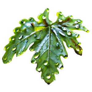 Oak Leaf Dewdrops PNG 52 PNG